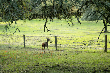 Hunting scene where a disoriented deer tries to jump a fence between dark trees