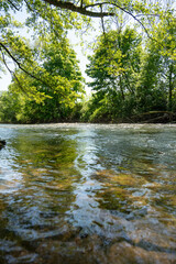 Obraz premium river in the forest