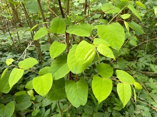 Reynoutria japonica or Japanese knotweed growing in the forest in Skane, Sweden as an invasive exotic weed.