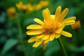 Vibrant Close-Up of a Yellow Arnica Bloom in a Flourishing Garden Setting
