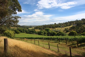 Naklejka premium Scenic Adelaide Hills Vineyard: A Travel Destination in South Australiaâ€™s Picturesque Countryside
