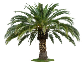 Obraz premium palm tree on white background