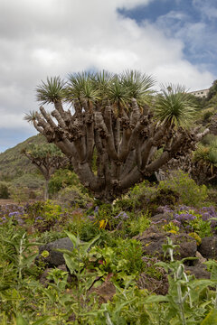 Botanical garden Cabildo de Gran Canaria, Spain