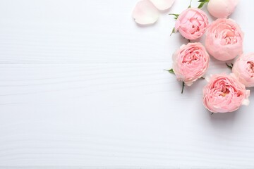 Beautiful pink peony roses on white background