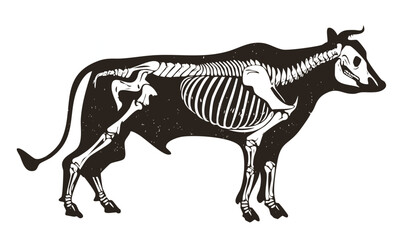 Farm Animal Skeleton Skull Vector Art