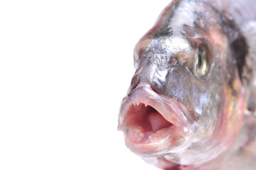 Fish dorado isolated