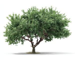 Obraz premium Hackberry Tree: Lifelike 3D Depiction on White Backdrop, Celebrating Nature's Vibrant Green Leaves and Branches