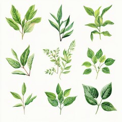 Medicinal herb leaves (10)