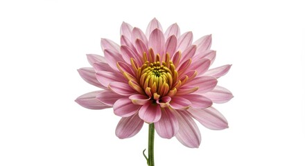 Obraz premium Isolated close-up of a pale pink chrysanthemum flower with white background