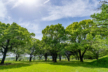 Obraz premium 緑豊かな公園