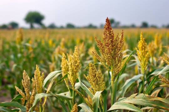 Lush Sorghum Sudan Grass Field: A Summer Landscape of Green Agriculture and Abundant Nature