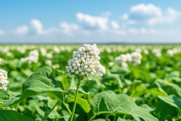 Buckwheat plants blooming under blue sky. Great for organic farming, gluten-free food visuals, and agricultural education.
