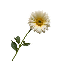 Flower PNG Clipart