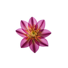 Obraz premium Flower PNG Clipart
