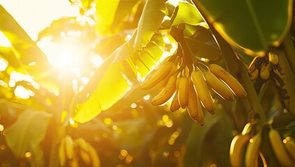 Sun-drenched bunch of bananas hanging from a plant
