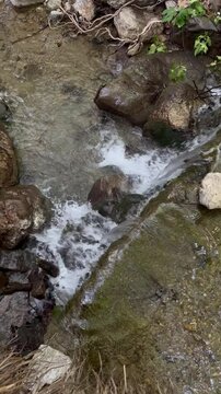 stream in the forest