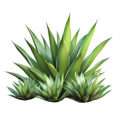 Obraz premium Vibrant agave plants showcasing lush green leaves in a natural arrangement on a white background
