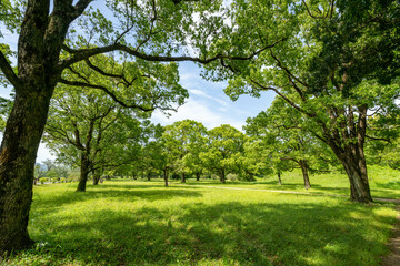 緑豊かな公園