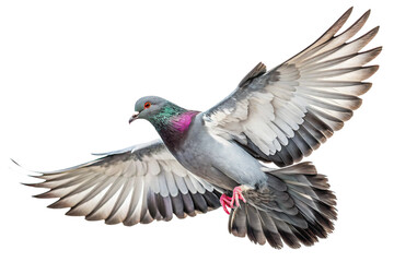 Obraz premium a pigeon in mid-flight with its wings spread wide, isolated on a white background