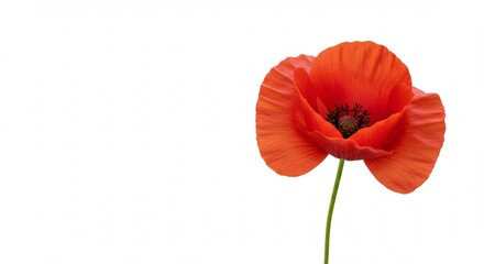 Obraz premium 白い背景 鮮やか紅いケシの花 優雅に咲く. AI Generated