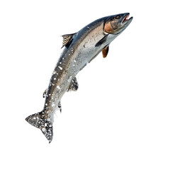 Naklejka premium fish on white background