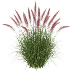 Ornamental grass with pink plumes isolated on white background