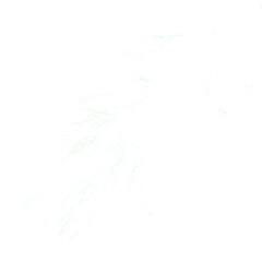 black ink splash isolated on transparent background