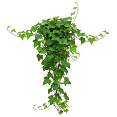 Fototapeta premium Green ivy plant isolated on white background