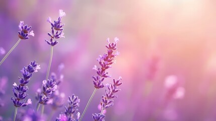 Elegant abstract lavender haze