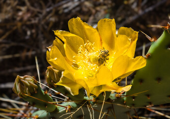 Bee pollinating in prickly pear yellow flower e
