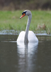 Mute swan from the side on edge, reflection of the white swan in the lake vertically, Cygnus olor from the side, swan with elegantly lowered head, elegant cynus from the side on the lake
