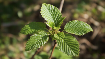 Fresh green tree leaves gently sprouting in spring, showcasing their vibrant, healthy hue as nature comes to life