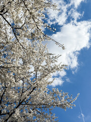 Spring white cherry blossoming branches with a background of a blue sky