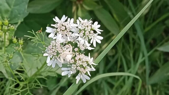 White spider camouflage or white spider on white flowers or spider catch the pery Dua to camouflage 