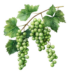 A vibrant illustration of a grapevine branch with two clusters of green grapes, rendered in watercolor. This botanical artwork captures the intricate detail of the vine, leaves, and fruit.