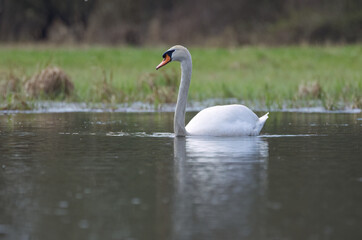 Mute swan in the lake, swan from the side, swan reflected in the pond, elegant cygnus, grass and reeds in the background