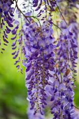 Bl&uuml;hende violette Glyzinien im Fr&uuml;hling &ndash; Nahaufnahme