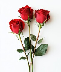 Obraz premium Elegant arrangement of three vibrant red roses with lush green leaves on a clean white background, symbolizing love and beauty in floral design.