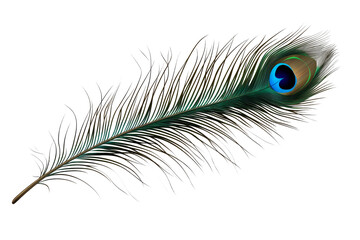 Peacock feather with vibrant hues on a transparent background