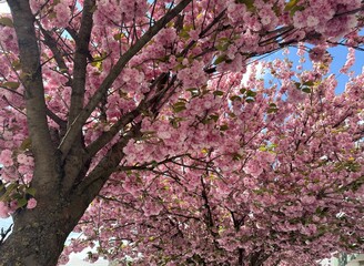 An enchantingly beautiful sakura tree with delicate pink blooms