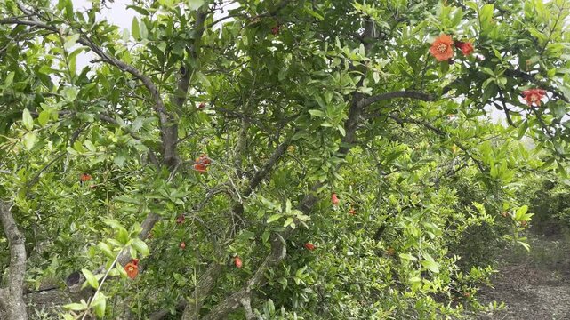 Pomegranate trees field, flowers blossom and the path