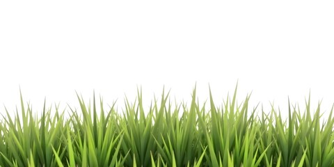 Fototapeta premium Green grass with a white background, blades of grass are vibrant and healthy , the composition is simple and clean, perfect for use as a design element .