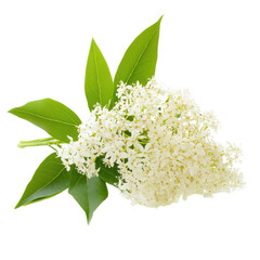 White flower cluster with green leaves displayed on a plain background