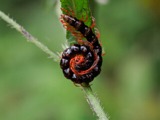 Centipede, (myriapoda) also known as kelabang in Indonesia and venomous 