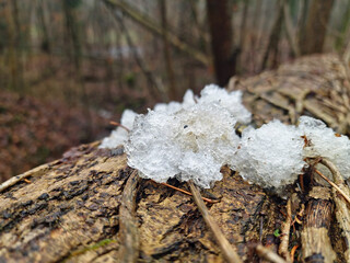 Star jelly on a tree in a forest.