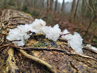 Star jelly on a tree in a forest.