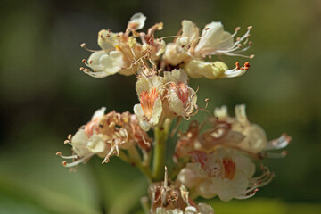 Japanese horse chestnut flower, Aesculus turbinata,