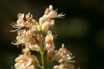 Japanese horse chestnut flower, Aesculus turbinata,