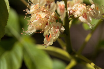 Japanese horse chestnut flower, Aesculus turbinata,
