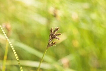 Inflorescence of a quaking sedge, Carex brizoides